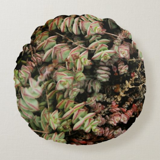 Crassula perforata rond kussen (Voorkant)