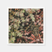 Crassula perforata servet (Voorkant)