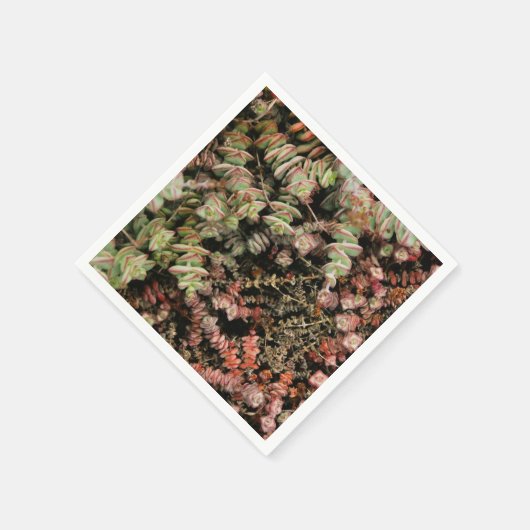 Crassula perforata servet (Hoek)