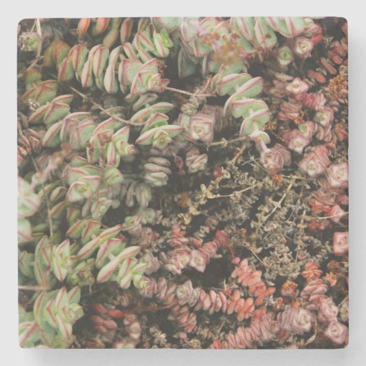 Crassula perforata stenen onderzetter (Voorkant)