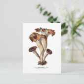 Craterellus cornucopioides briefkaart (Staand voorkant)