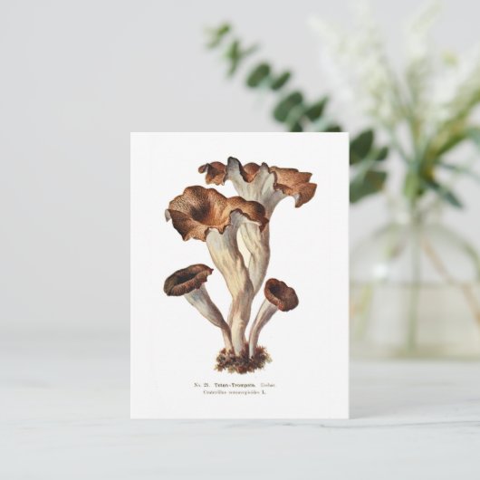 Craterellus cornucopioides briefkaart (Staand voorkant)