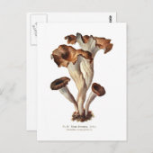 Craterellus cornucopioides briefkaart (Voorkant / Achterkant)