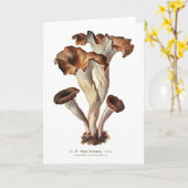 Craterellus cornucopioides kaart (Gele Bloem)