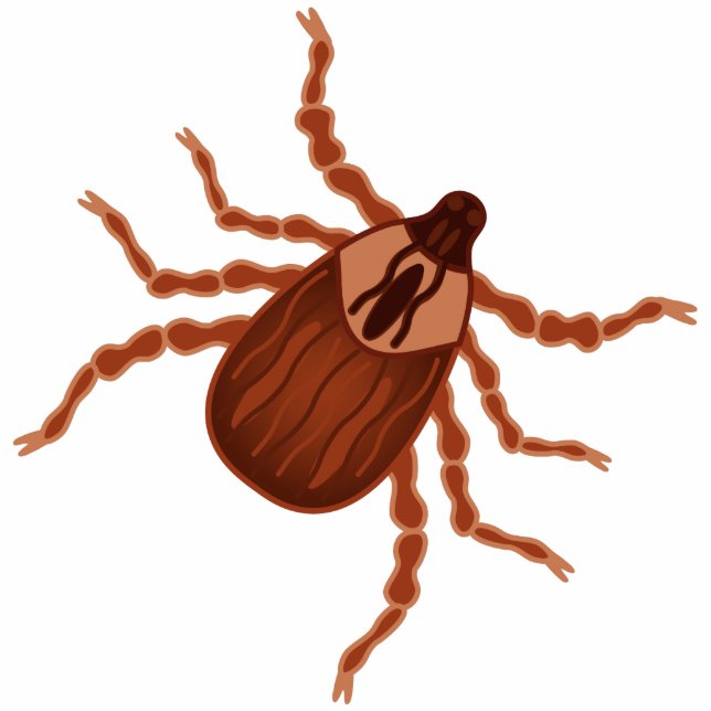 Crawly Realistic Illustration Fotobeeldje Magneet (Voorkant)