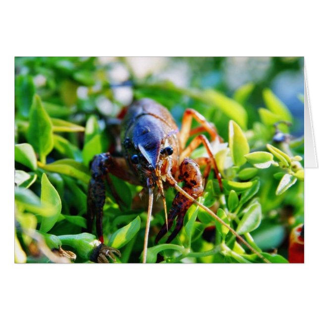 Crayfish (Voorkant Horizontaal)