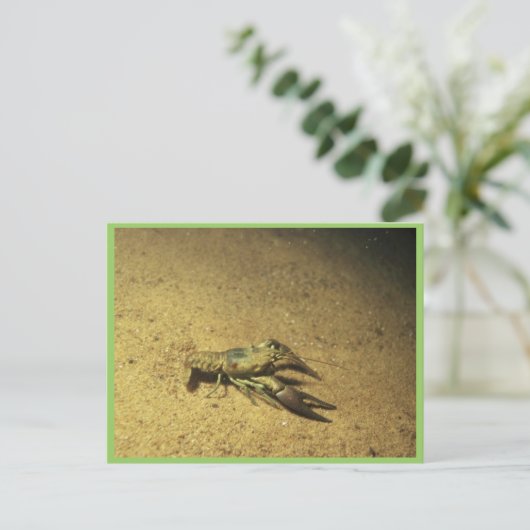 Crayfish Briefkaart (Staand voorkant)