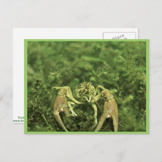 Crayfish Briefkaart (Voorkant / Achterkant)