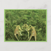 Crayfish Briefkaart (Voorkant)