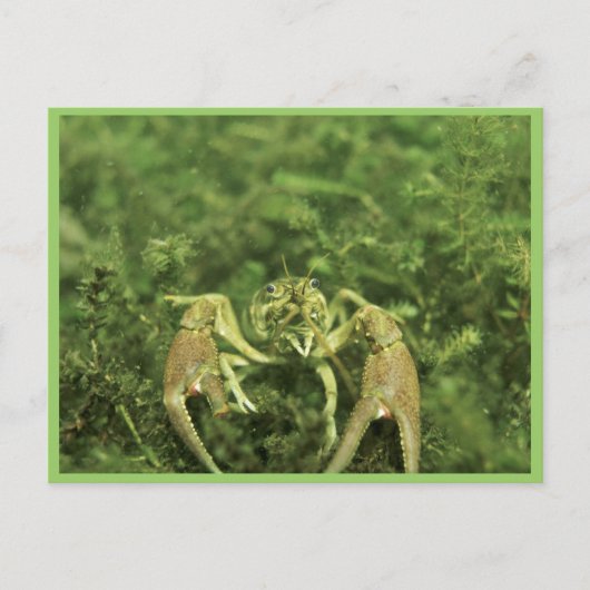 Crayfish Briefkaart (Voorkant)