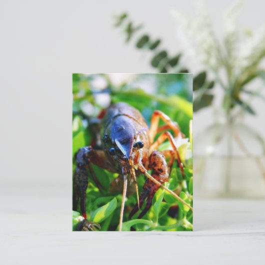 Crayfish Briefkaart (Staand voorkant)