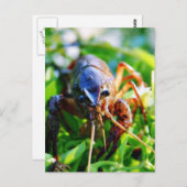 Crayfish Briefkaart (Voorkant / Achterkant)