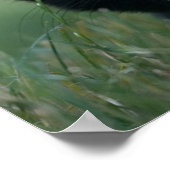 Crazy Black Cat Poster (Hoek)