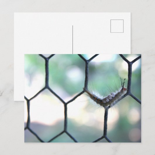 Crazy Caterpijler Briefkaart (Voorkant / Achterkant)