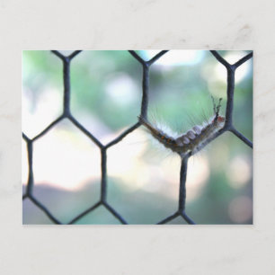 Crazy Caterpijler Briefkaart