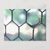 Crazy Caterpijler Briefkaart (Voorkant)