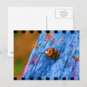 Crazy Color Bug Briefkaart (Voorkant / Achterkant)