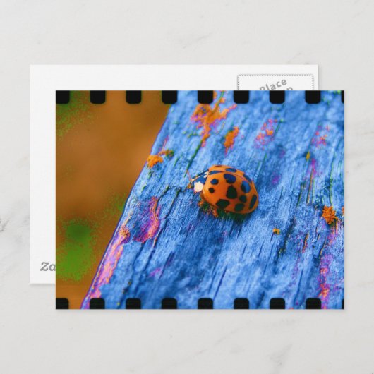 Crazy Color Bug Briefkaart (Voorkant / Achterkant)