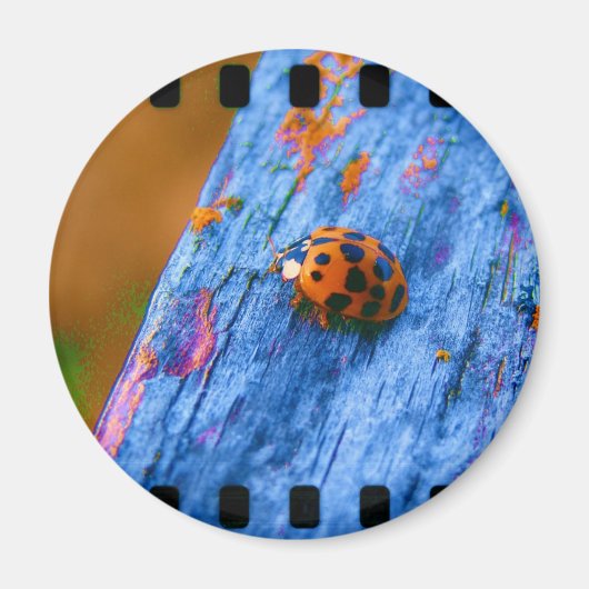 Crazy Color Bug Magneet (Voorkant)