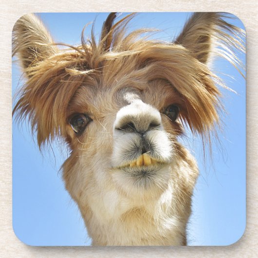Crazy Hair Alpaca Bier Onderzetter (Voorkant)