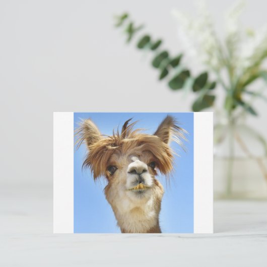 Crazy Hair Alpaca Briefkaart (Staand voorkant)