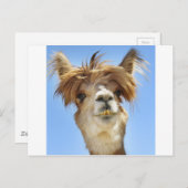 Crazy Hair Alpaca Briefkaart (Voorkant / Achterkant)