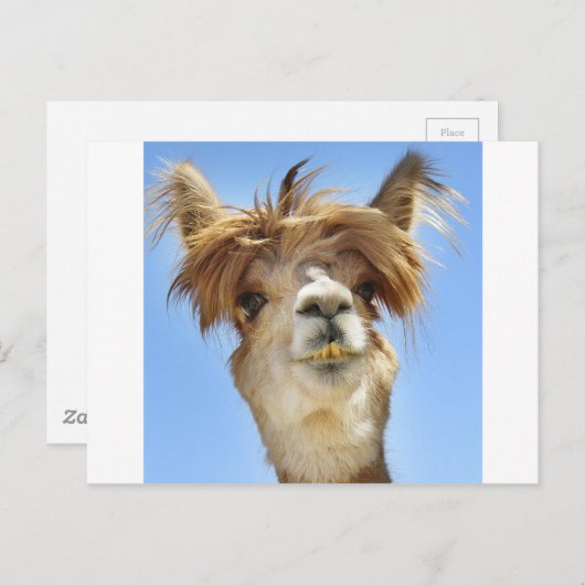 Crazy Hair Alpaca Briefkaart (Voorkant / Achterkant)
