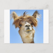 Crazy Hair Alpaca Briefkaart (Voorkant)