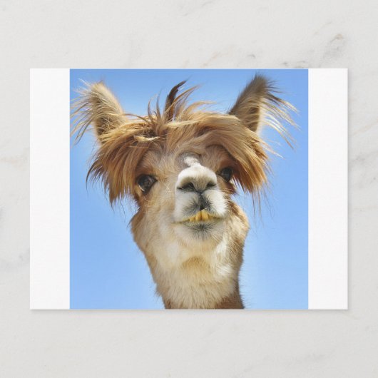 Crazy Hair Alpaca Briefkaart (Voorkant)