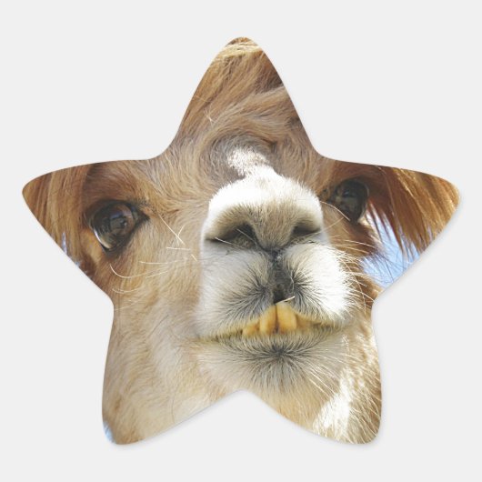 Crazy Hair Alpaca Ster Sticker (Voorkant)