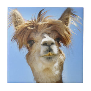 Crazy Hair Alpaca Tegeltje