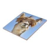 Crazy Hair Alpaca Tegeltje (Zijkant)