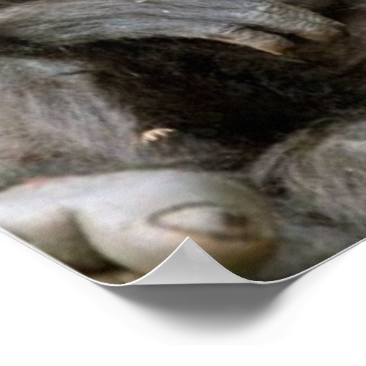 Crazy Hair Monkey te veel koffie Poster (Hoek)