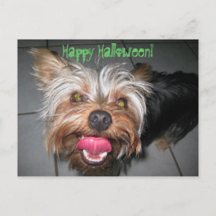 Crazy Jasper ~ Briefkaart