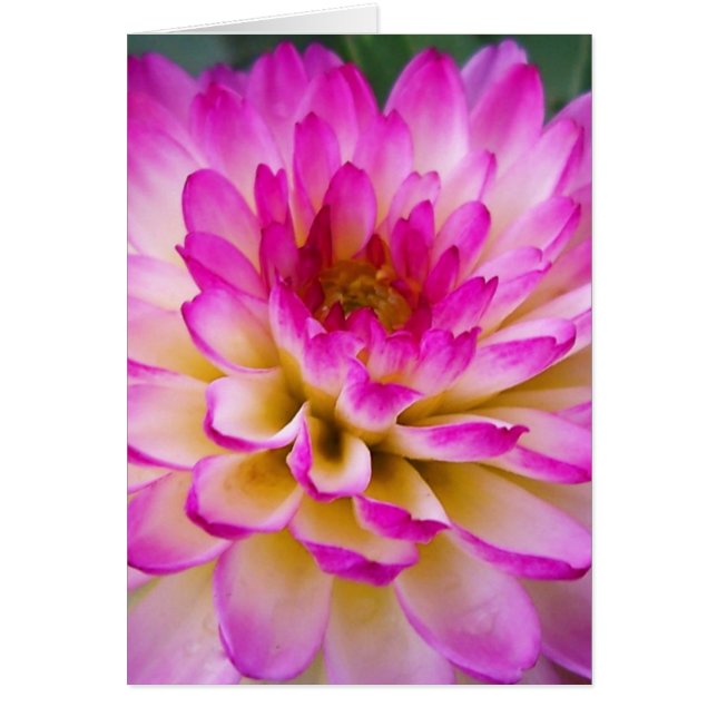 Crazy Love Dahlia (Voorkant)