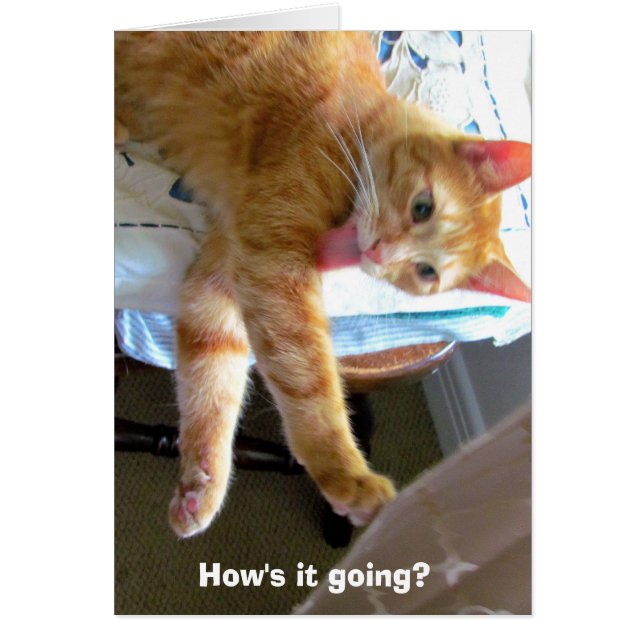 Crazy oranje cat card (Voorkant)