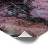 Crazy Pig Perfect Poster (Hoek)