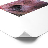 Crazy Pig Poster (Hoek)