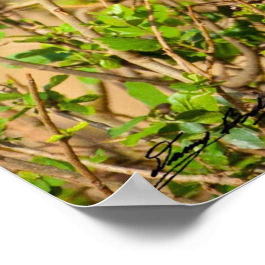 Crazy Water Buffalo Poster (Hoek)