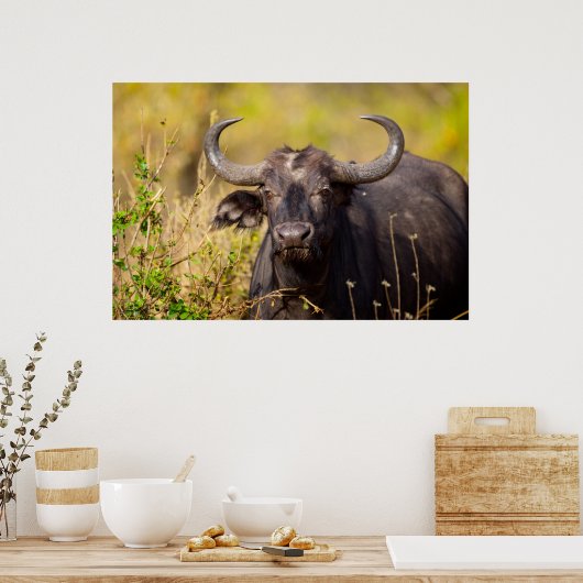 Crazy Water Buffalo Poster (Keuken)