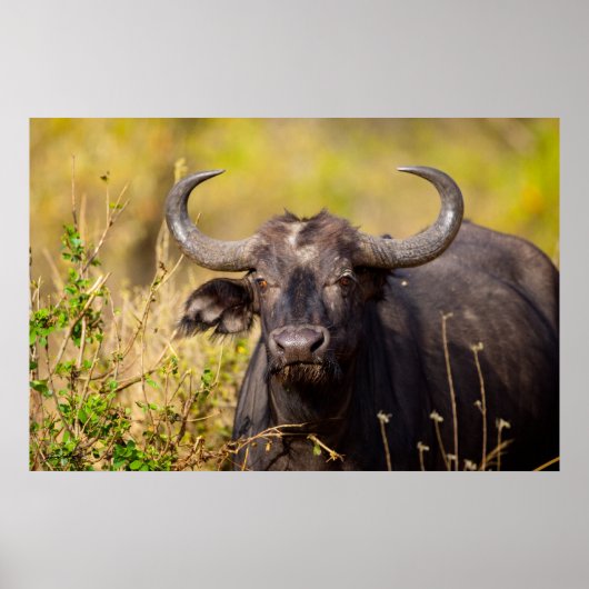 Crazy Water Buffalo Poster (Voorkant)