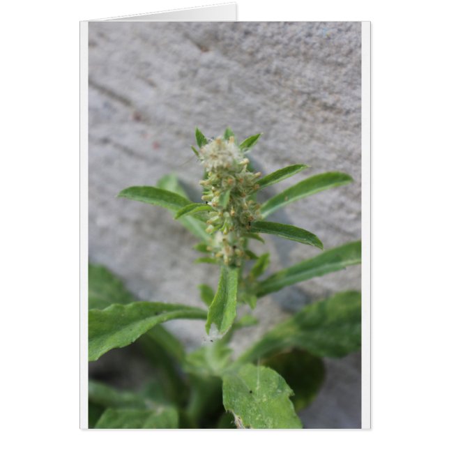 Crazy Weed Plant (Voorkant)