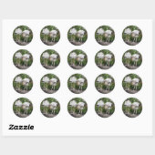 Crazy Wood Stork Stickers (Vel)