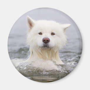 CRB Magnet - Polair Beer