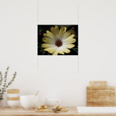Cream African Rain Daisy Poster (Keuken)