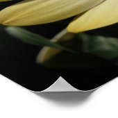 Cream African Rain Daisy Poster (Hoek)