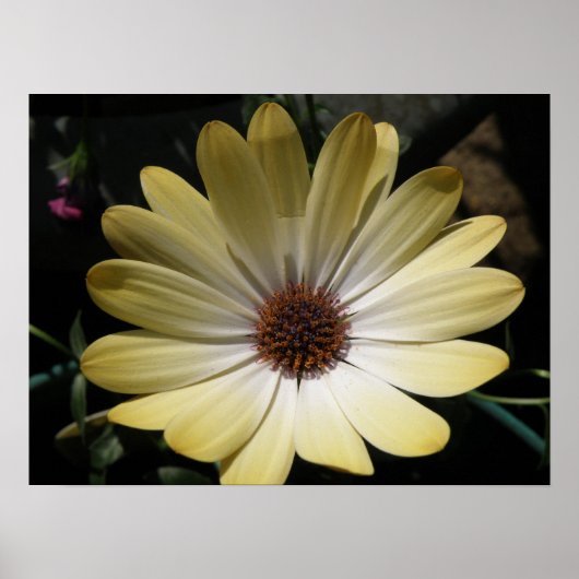 Cream African Rain Daisy Poster (Voorkant)