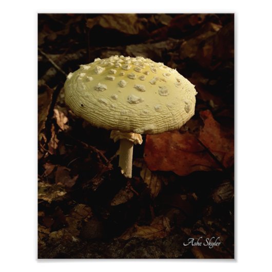 Cream Bowtie Foto Afdruk (Voorkant)