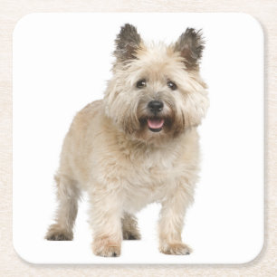 Cream Cairn Terrier Puppy Dog Love Kartonnen Onderzetters