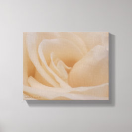 Cream Colour Roos Closeup Canvas Afdruk